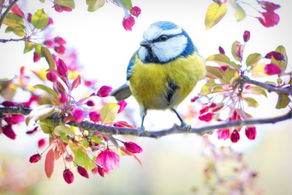 Veterinaria Aves